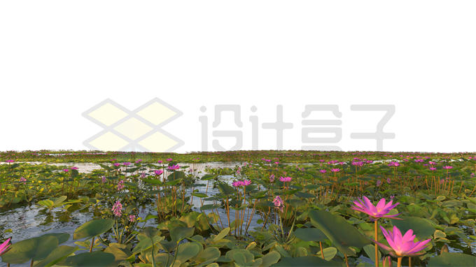 一望无际河流湖水沼泽湿地中开花的莲花风景8966469PSD免抠图片素材 生物自然-第1张