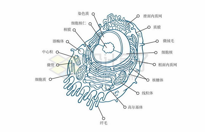 细胞核结构图简笔画图片