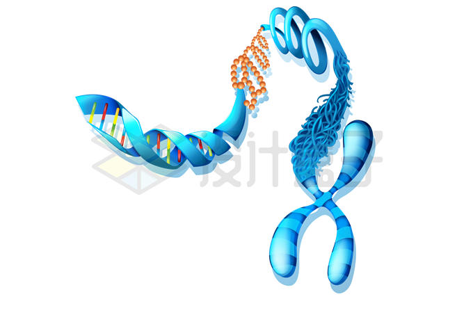 蓝色的X染色体和DNA结构图9008819矢量图片免抠素材 科学地理-第1张