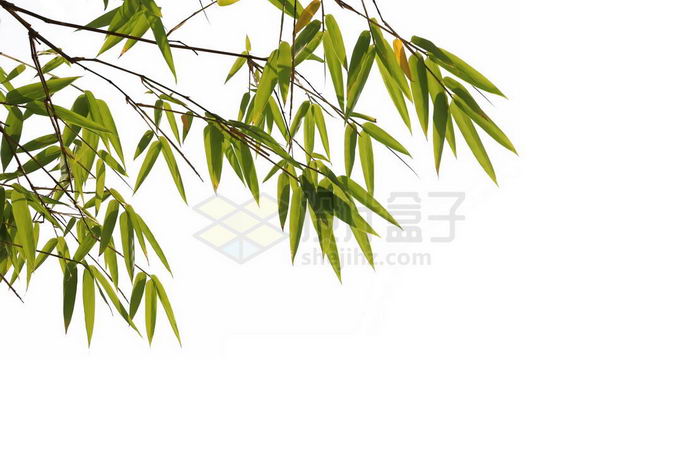 一小片竹林竹叶装饰3765749PSD免抠图片素材 生物自然-第1张