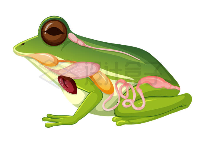 青蛙解剖图内脏器官中学生物课配图4838729矢量图片免抠素材 生物自然-第1张