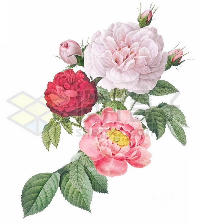 盛开的粉色红色白色牡丹花和叶子水彩插画2469083PSD免抠图片素材 生物自然-第1张