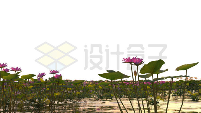 河流湖水沼泽湿地中开花的莲花风景5914863PSD免抠图片素材 生物自然-第1张