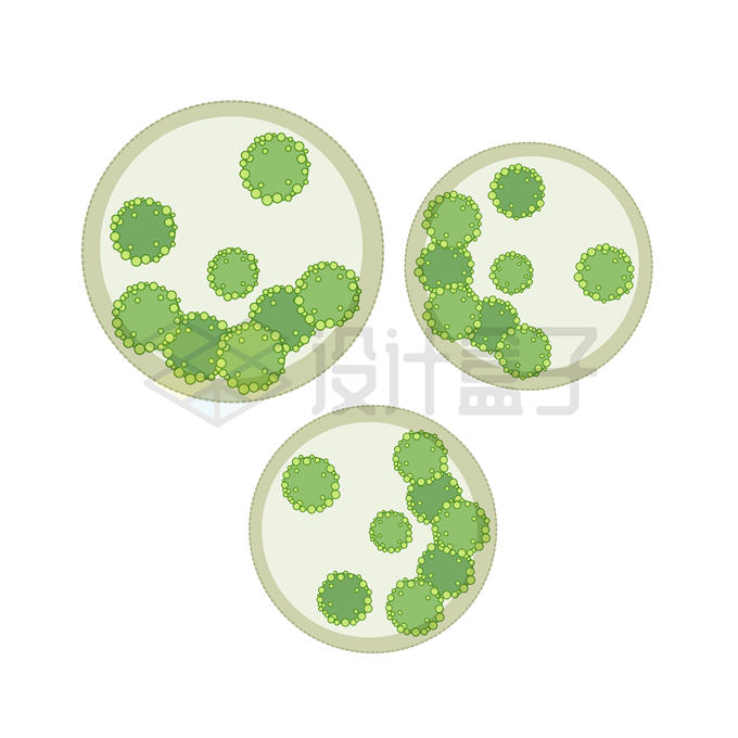 培养皿中的绿色细菌藻类5626140矢量图片免抠素材 生物自然-第1张