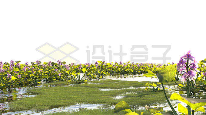 一望无际沼泽湿地中的水草水洼地中开花的凤眼蓝风景9655489PSD免抠图片素材 生物自然-第1张