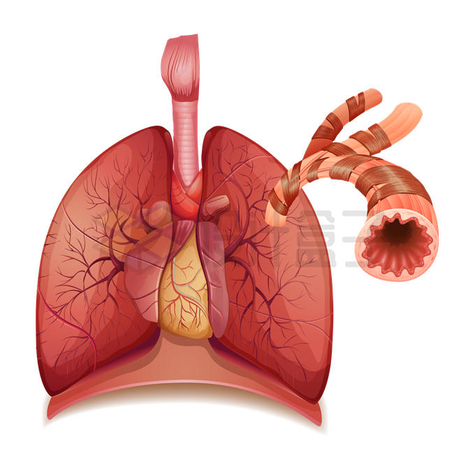 肺部内部结构人体器官组织7138689矢量图片免抠素材 健康医疗-第1张