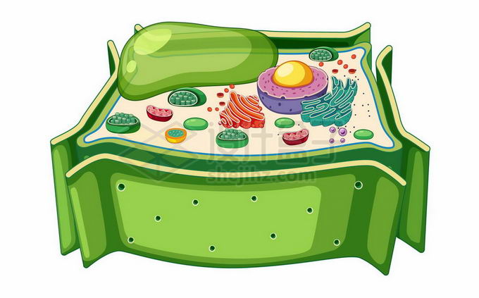 细胞核叶绿体等植物细胞内部结构解剖图9508707矢量图片免抠素材 科学地理-第1张