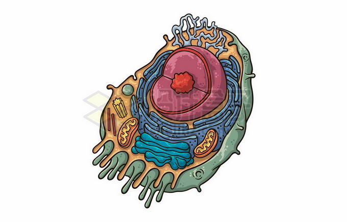细胞核细胞质等动物细胞解剖内部结构插画8515990矢量图片免抠素材 科学地理-第1张