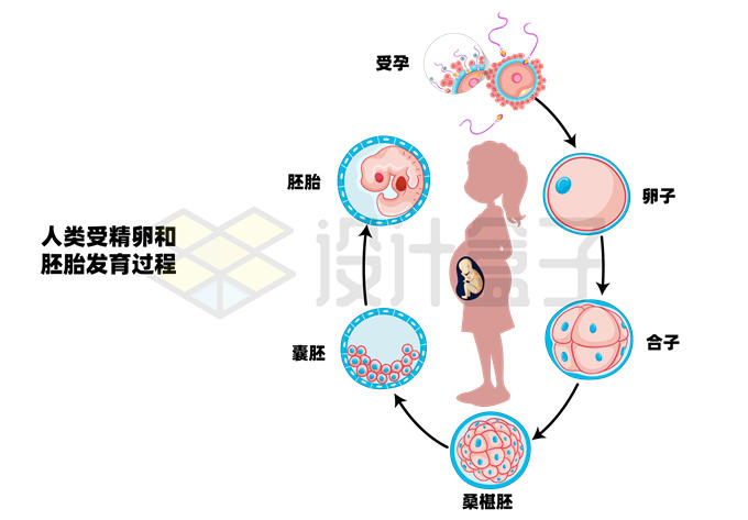 人类胚胎发育详细过程图片