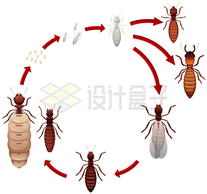 白蚁卵孵化出白蚁的一生生物课配图7038963矢量图片免抠素材 生物自然-第1张