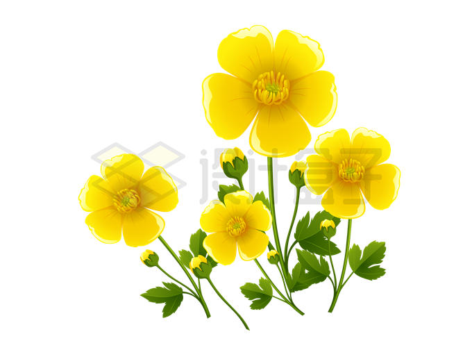 毛茛黄色花朵小黄花6584033矢量图片免抠素材 生物自然-第1张