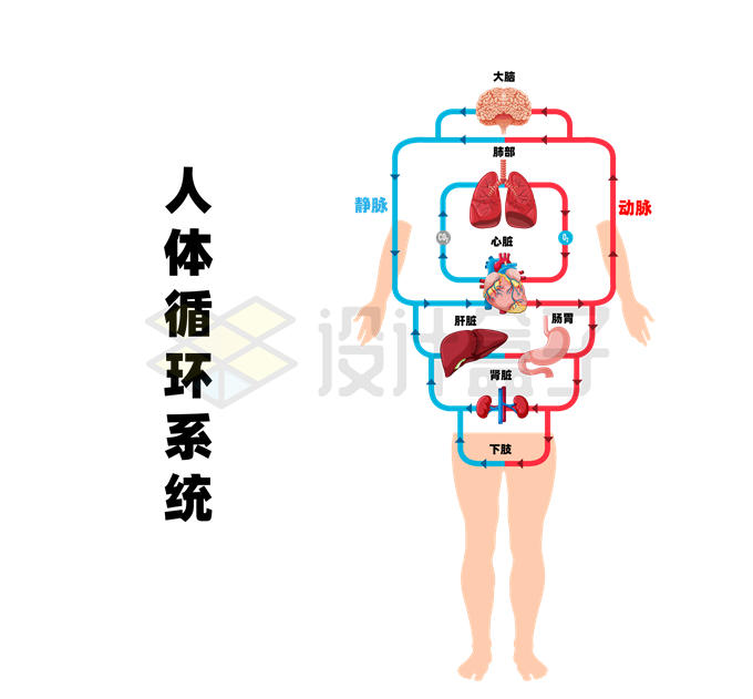 全身血液循环图简易图图片