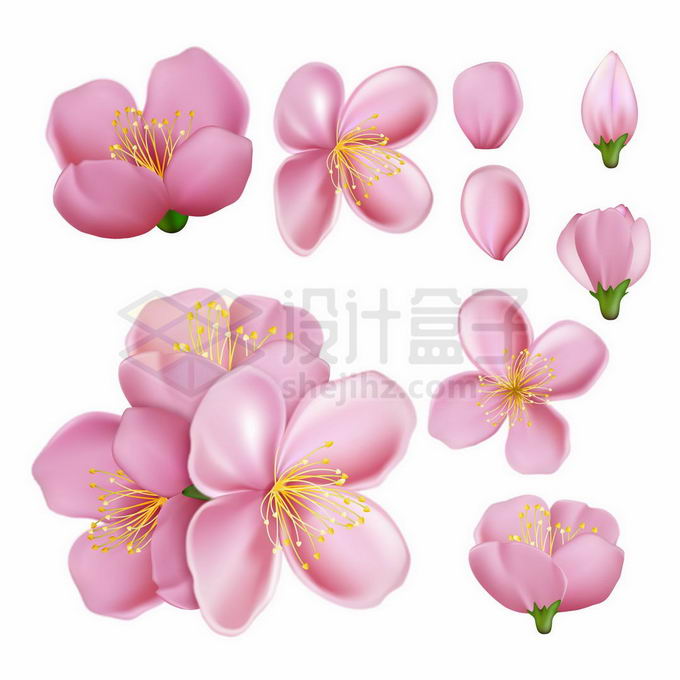各种盛开的粉红色桃花和花瓣花蕾3006861矢量图片免抠素材 生物自然-第1张