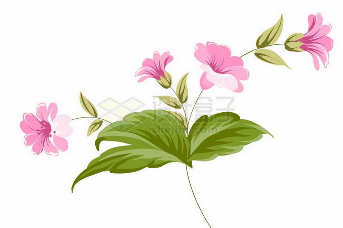 盛开的粉红色凌霄花绿叶装饰手绘插画2296089矢量图片免抠素材 生物自然-第1张