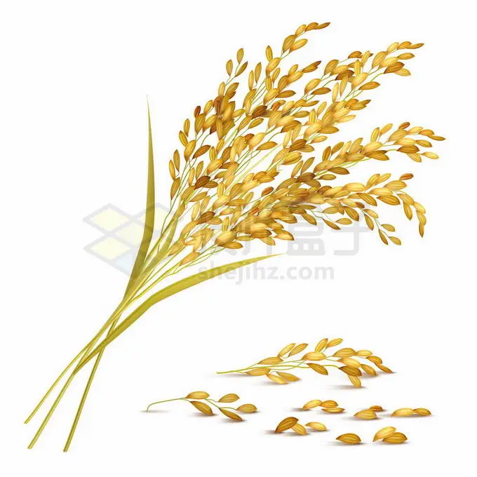 一大把水稻穗子粮食作物6947808矢量图片免抠素材 工业农业-第1张
