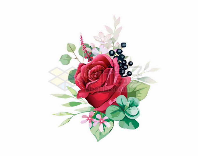 盛开的红色玫瑰花水彩画2627568矢量图片免抠素材 生物自然-第1张