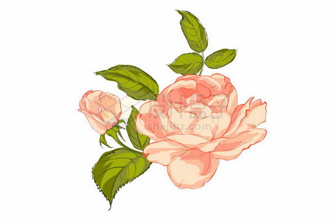 盛开的粉红色蔷薇花月季花和绿叶装饰手绘风格3478179矢量图片免抠素材 生物自然-第1张