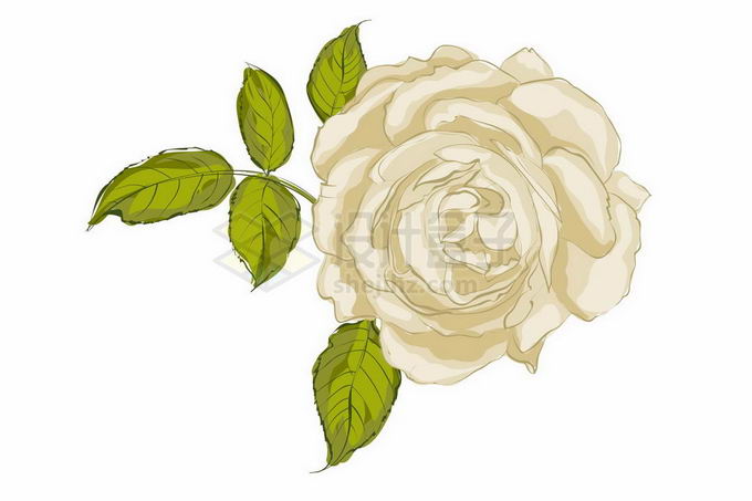 盛开的白色蔷薇花月季花和绿叶装饰手绘风格3560304矢量图片免抠素材 生物自然-第1张
