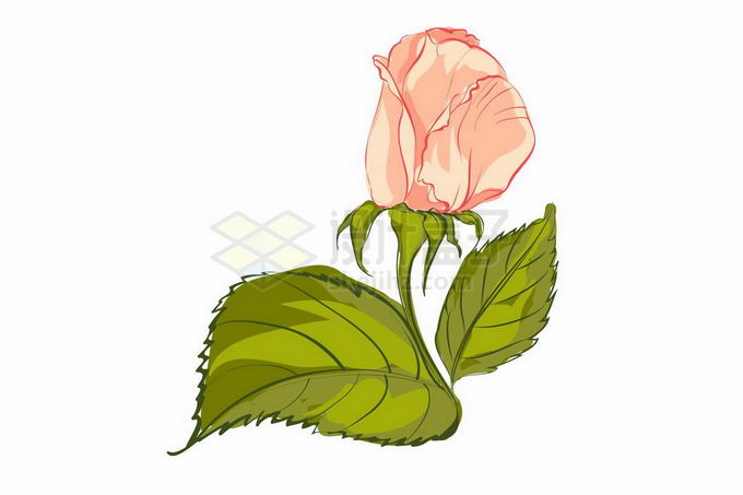 两片手绘风格绿叶和粉色蔷薇花月季花6595162矢量图片免抠素材 生物自然-第1张