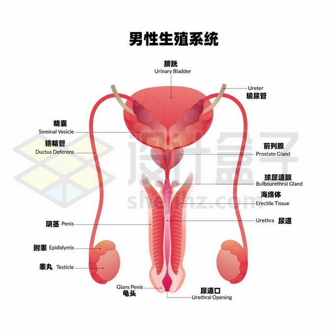 男性生殖系统内部结构图8502974矢量图片免抠素材 健康医疗-第1张