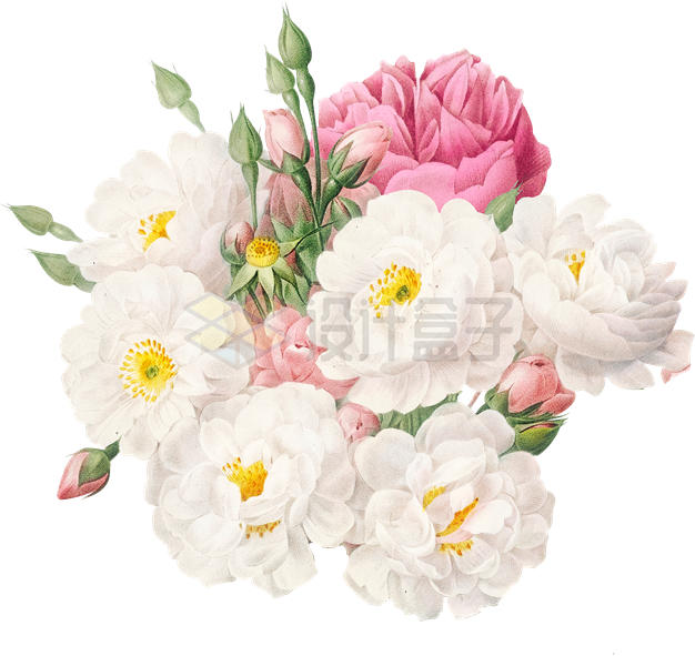 盛开的粉色白色玫瑰花美丽花朵7666603PSD免抠图片素材 生物自然-第1张