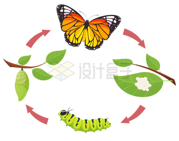 蝴蝶产卵变成毛毛虫化蛹为蝶又变成蝴蝶过程图7308557矢量图片免抠素材 生物自然-第1张
