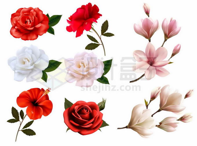 盛开的红色白色玫瑰花玉兰花等美丽花朵9168149矢量图片免抠素材 生物自然-第1张