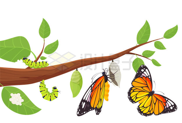 枝头上毛毛虫和虫蛹变成蝴蝶过程图7662088矢量图片免抠素材 生物自然-第1张
