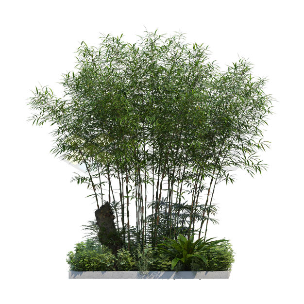 花园花圃种植的竹林竹子观赏植物2265495PSD免抠图片素材 生物自然-第1张