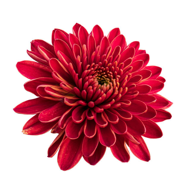一朵盛开的深红色菊花美丽花朵7378340PSD免抠图片素材 生物自然-第1张
