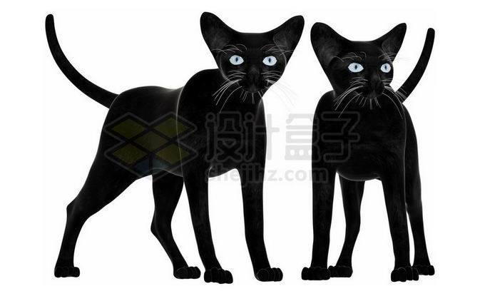 2只通体黑色的黑猫可爱猫咪4325520免抠图片素材 生物自然-第1张