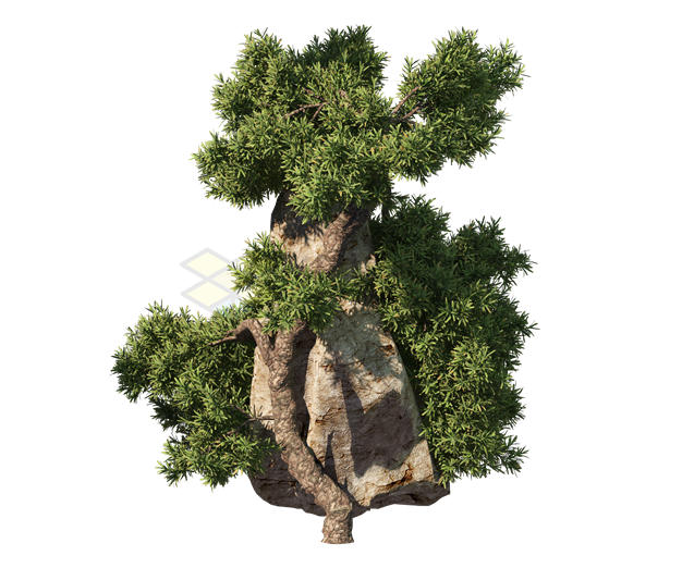 松树大树和大石头岩石8801477PSD免抠图片素材 生物自然-第1张
