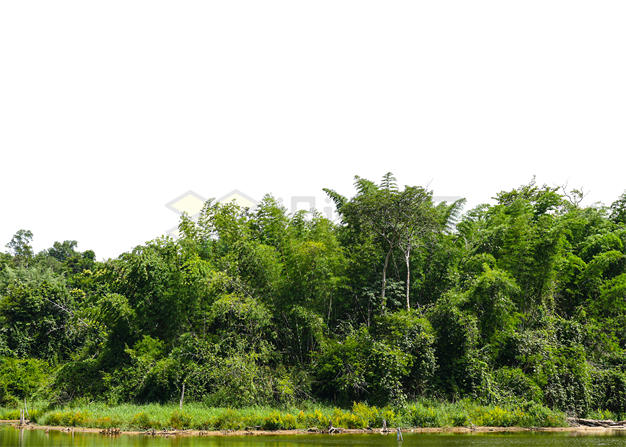 远处的热带雨林浓密的大森林1228499PSD免抠图片素材 生物自然-第1张