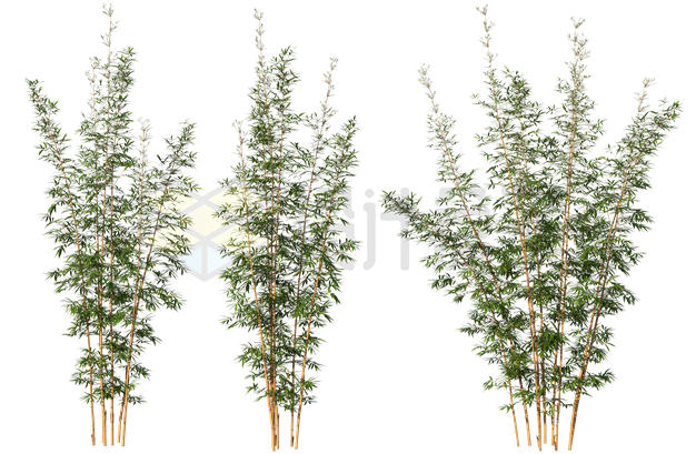 3款竹林竹子观赏植物7958355PSD免抠图片素材 生物自然-第1张