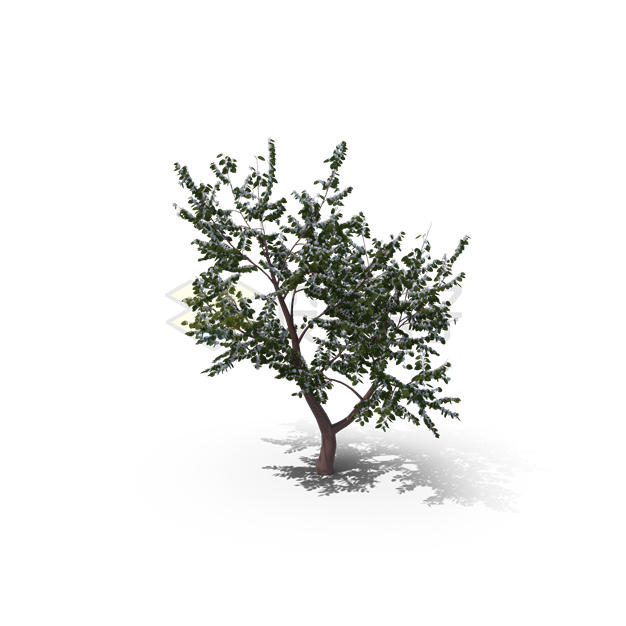 带影子的一棵小树观赏植物3782000PSD免抠图片素材 生物自然-第1张