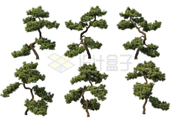 6款歪歪扭扭的松树景观树园林观赏植物4674821PSD免抠图片素材 生物自然-第1张