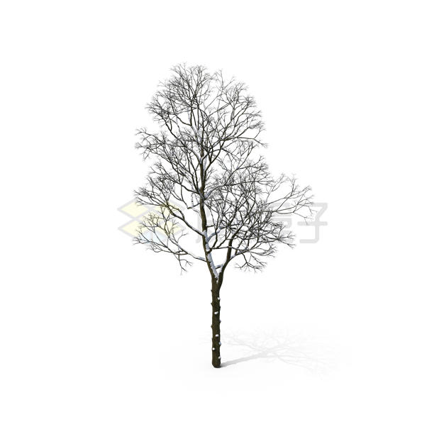 冬天里掉光叶子的大树落满积雪7322922PSD免抠图片素材 生物自然-第1张