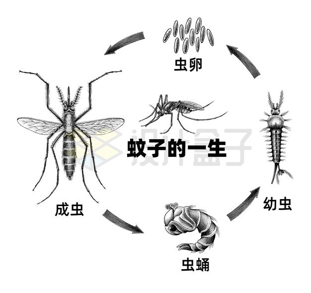 蚊子的一生从虫卵孵化为幼虫到虫蛹到成虫生物教学插画8476141矢量图片免抠素材 生物自然-第1张