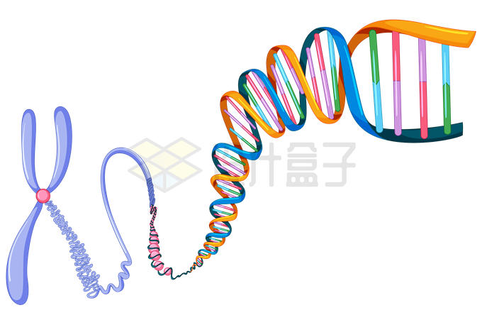 X染色体展开的DNA脱氧核糖核酸6255012矢量图片免抠素材 健康医疗-第1张