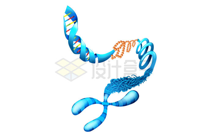 蓝色X染色体展开的DNA脱氧核糖核酸6906164矢量图片免抠素材 健康医疗-第1张