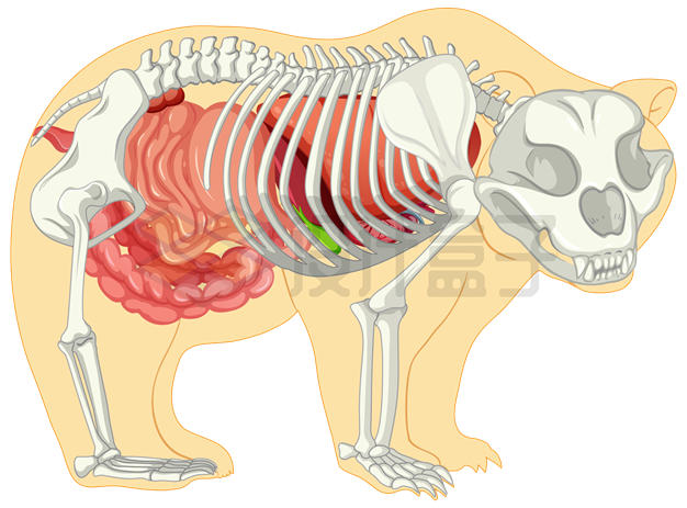 棕熊黑熊身体内部结构骨骼和内脏系统示意图3470751矢量图片免抠素材 生物自然-第1张