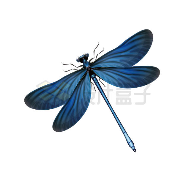 一只深蓝色的蜻蜓6938525矢量图片免抠素材 生物自然-第1张