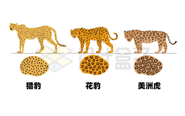猎豹花豹和美洲虎之间的豹纹花纹区别7385404矢量图片免抠素材 生物自然-第1张