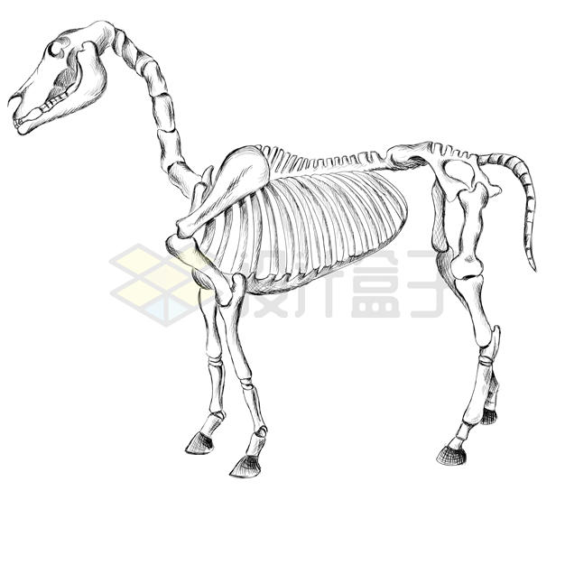 手绘风格马匹驴子的骨架示意图5190165矢量图片免抠素材 生物自然-第1张