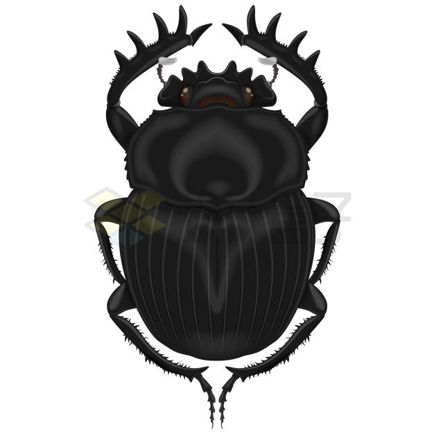 一只黑色的屎壳郎甲虫3442693矢量图片免抠素材 生物自然-第1张