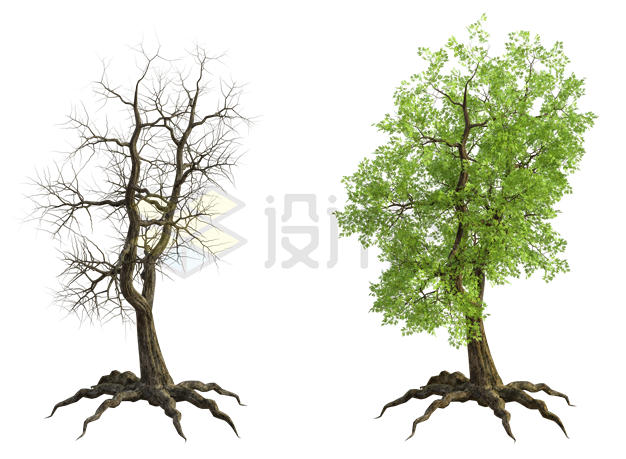 冬天和春天夏天落叶和长满树叶的大树对比6345242PSD免抠图片素材 生物自然-第1张