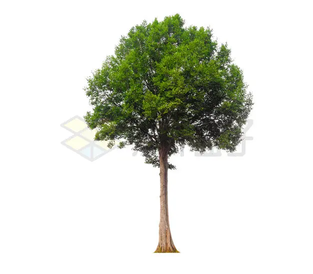 一棵高高的白蜡树大树绿树观赏树3719603PSD免抠图片素材 生物自然-第1张