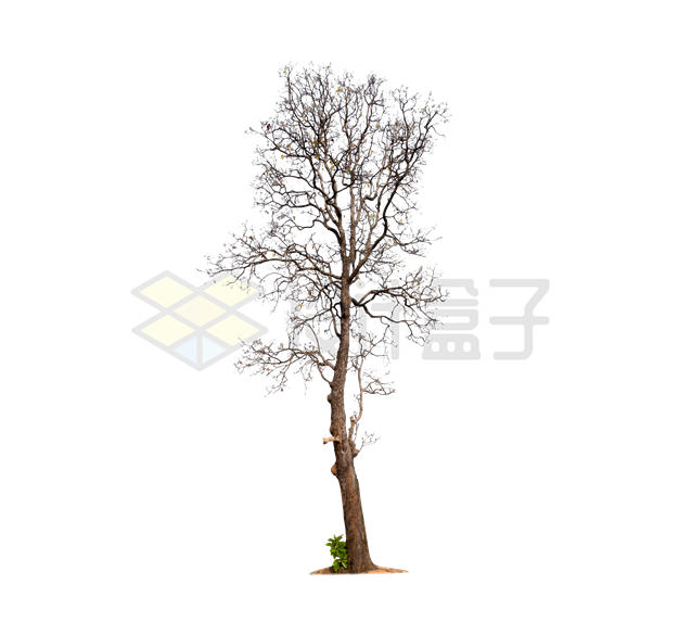 秋冬季叶子掉光的大树6238076PSD免抠图片素材 生物自然-第1张