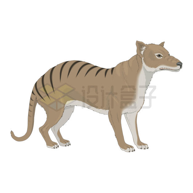 一只袋狼澳大利亚已灭绝动物3230769矢量图片免抠素材 生物自然-第1张
