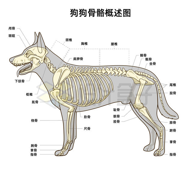 狗狗宠物狗骨骼各部分名称大全4292012矢量图片免抠素材 生物自然-第1张